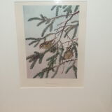 Ornithological engraving