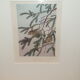 Ornithological engraving