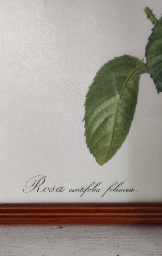 Dreaded Lithograph / Rosa centifolia foliacéa