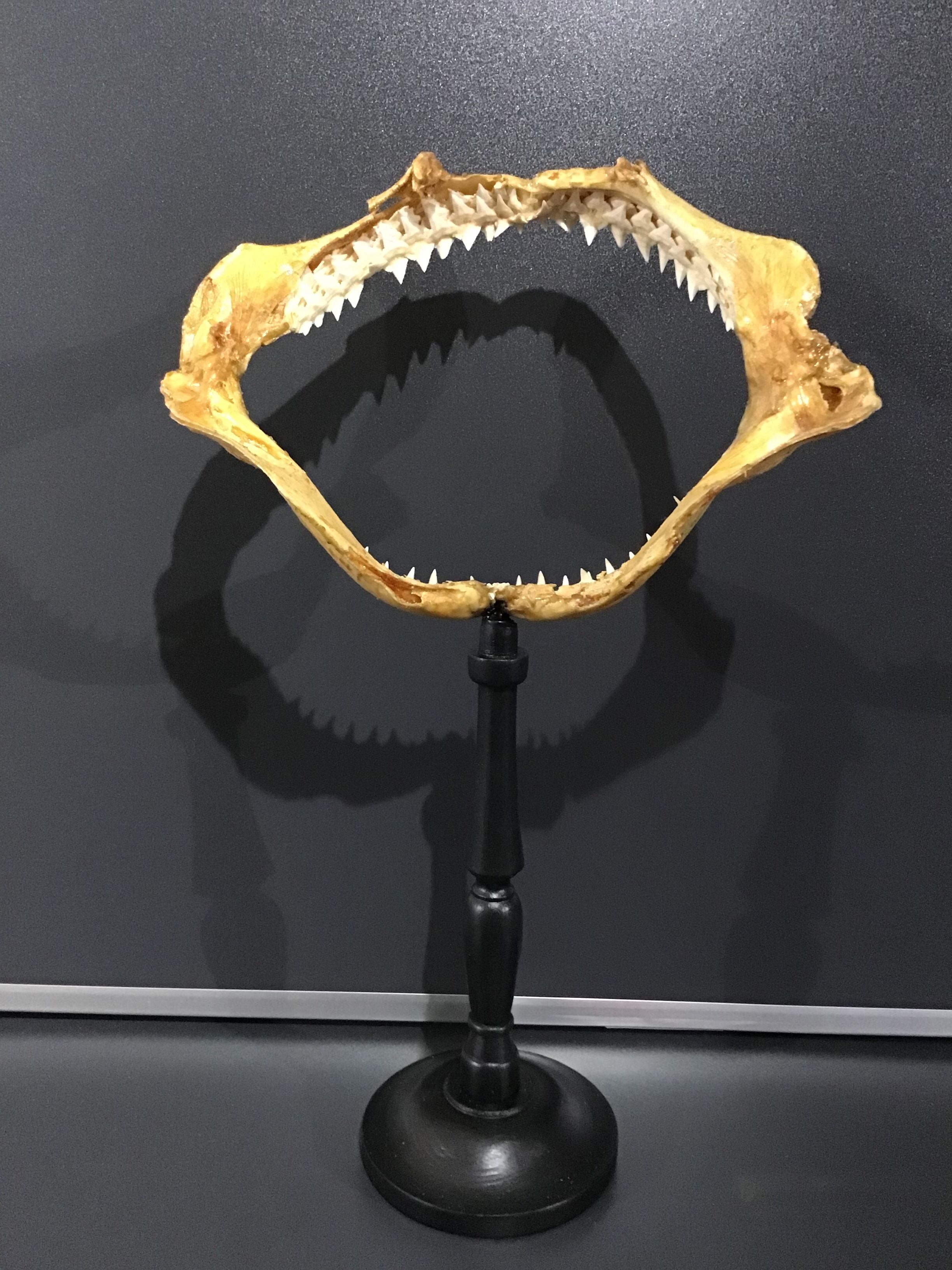 Shark jaw