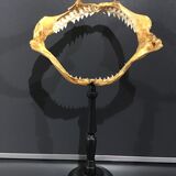 Shark jaw