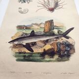 Old engraving from 1838 - Shark - Original hand-colored zoology and botany board.
