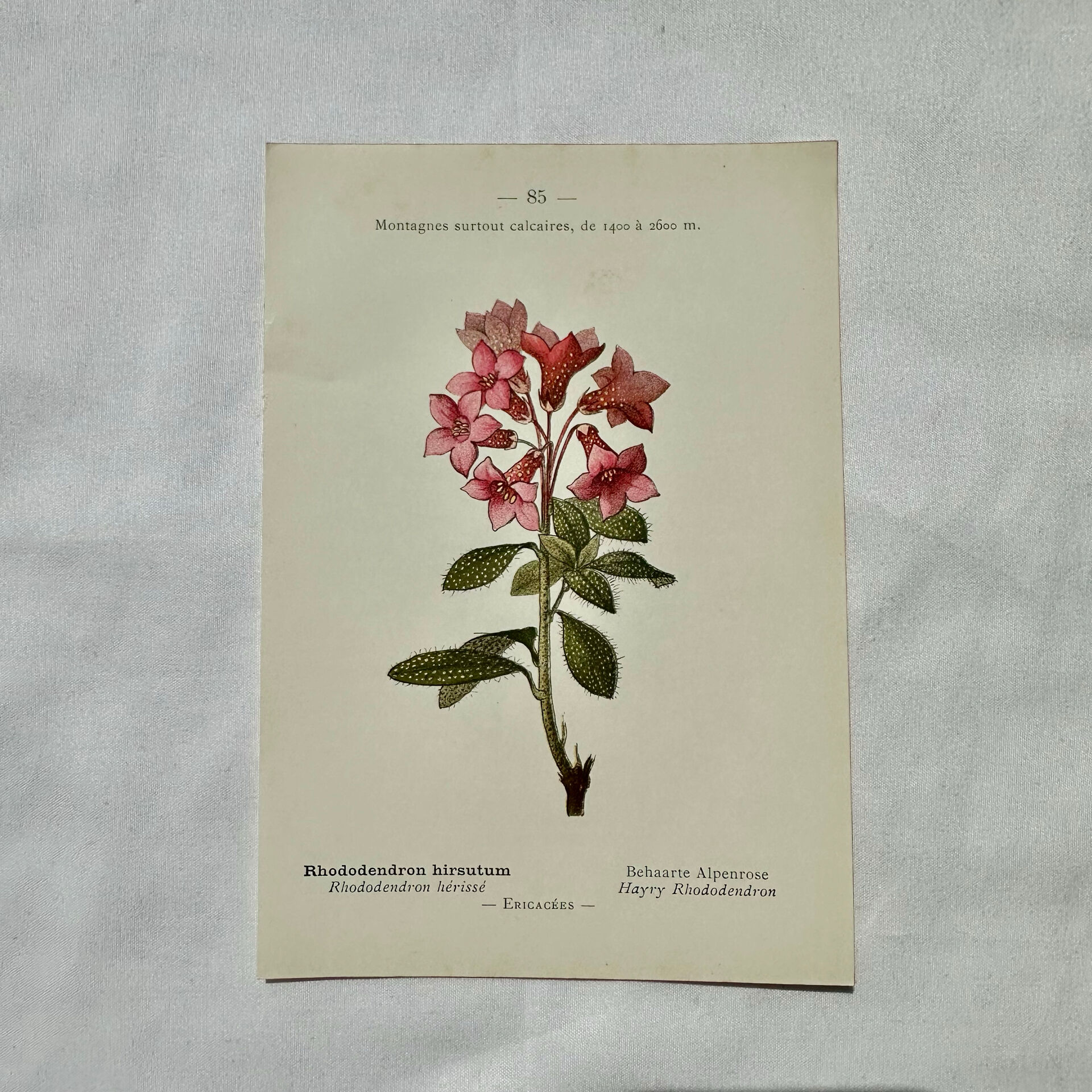 Botanical engraving 1800 France ancient naturalist work double-sided