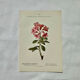 Botanical engraving 1800 France ancient naturalist work double-sided