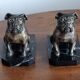 Delivered bulldogs from "Franjou"