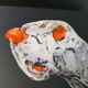 Vintage bird fruit cup 1960