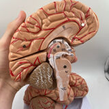 Anatomical brain model