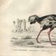 Gravure ancienne 1849 - Autruche par , Afrique, coureur, œuf géant