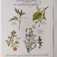 Illustration botanique -Tisane pour aider au sommeil- Gravure de plantes médicinales et herbes