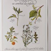 Botanical illustration -Herbal tea to help sleep- Engraving of medicinal plants and herbs