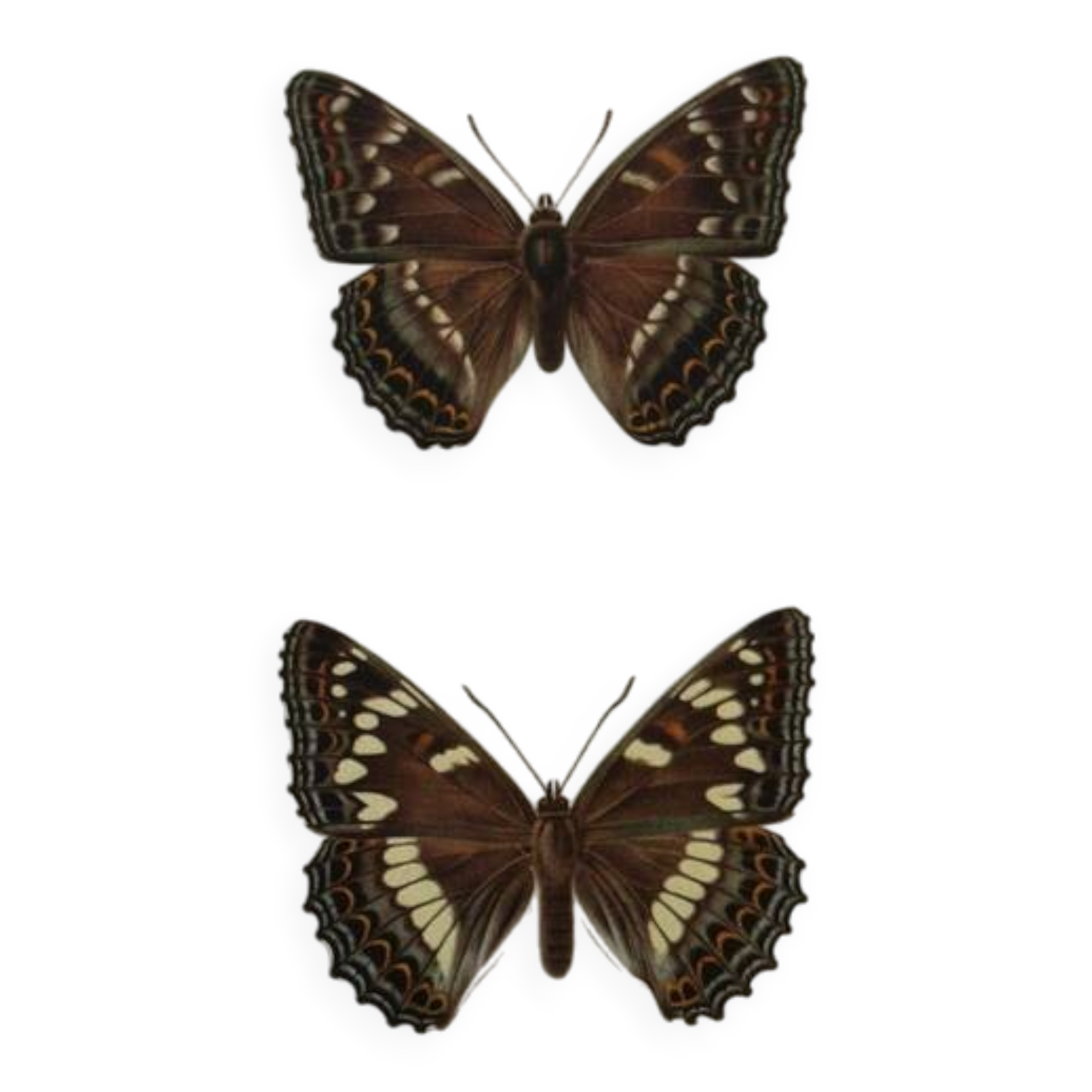 Old butterfly engraving retro botanical print