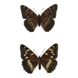 Old butterfly engraving retro botanical print