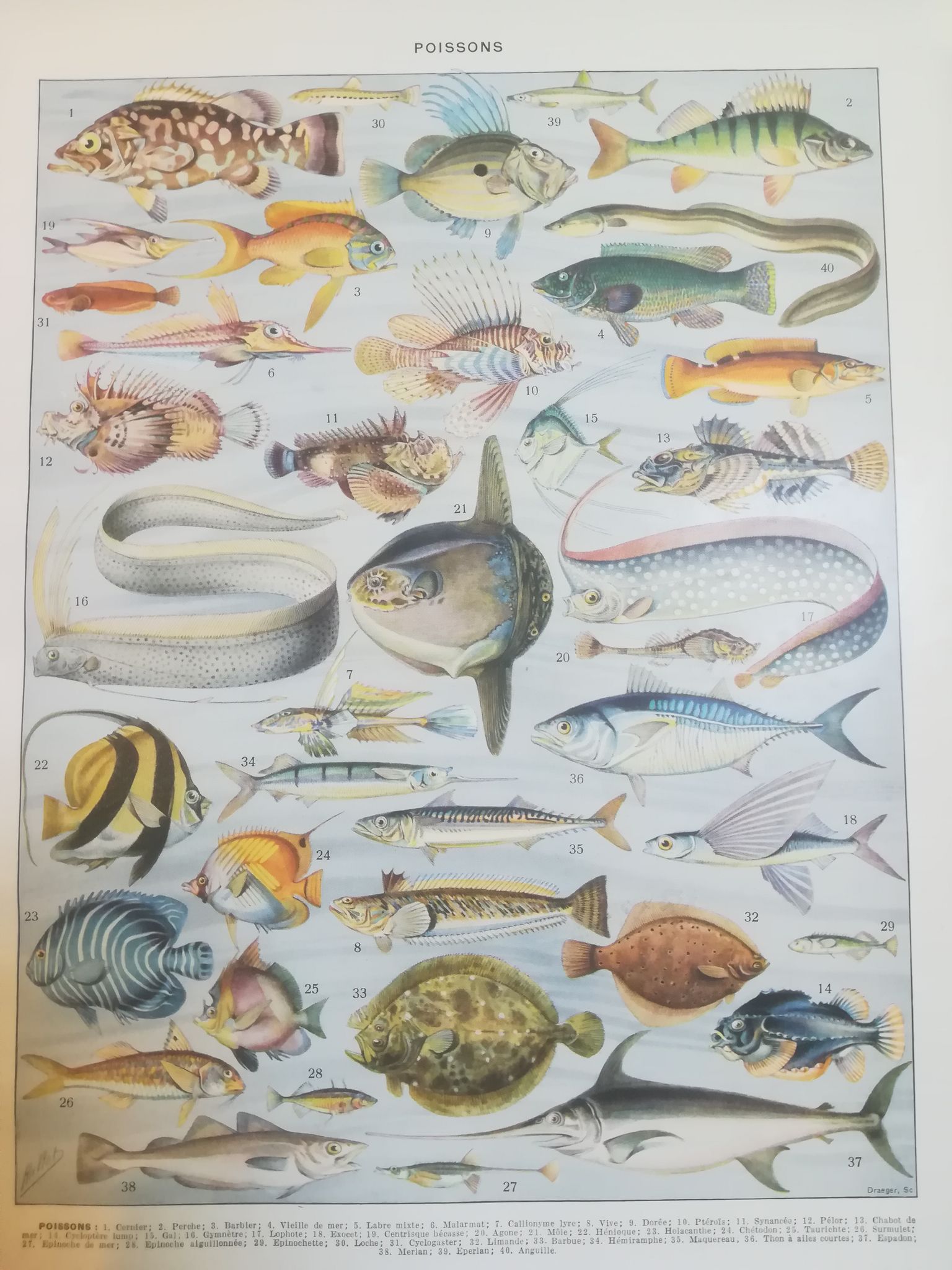 Lithographie sur les poissons de 1928