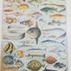 Lithographie sur les poissons de 1928