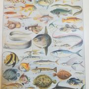 Lithographie sur les poissons de 1928