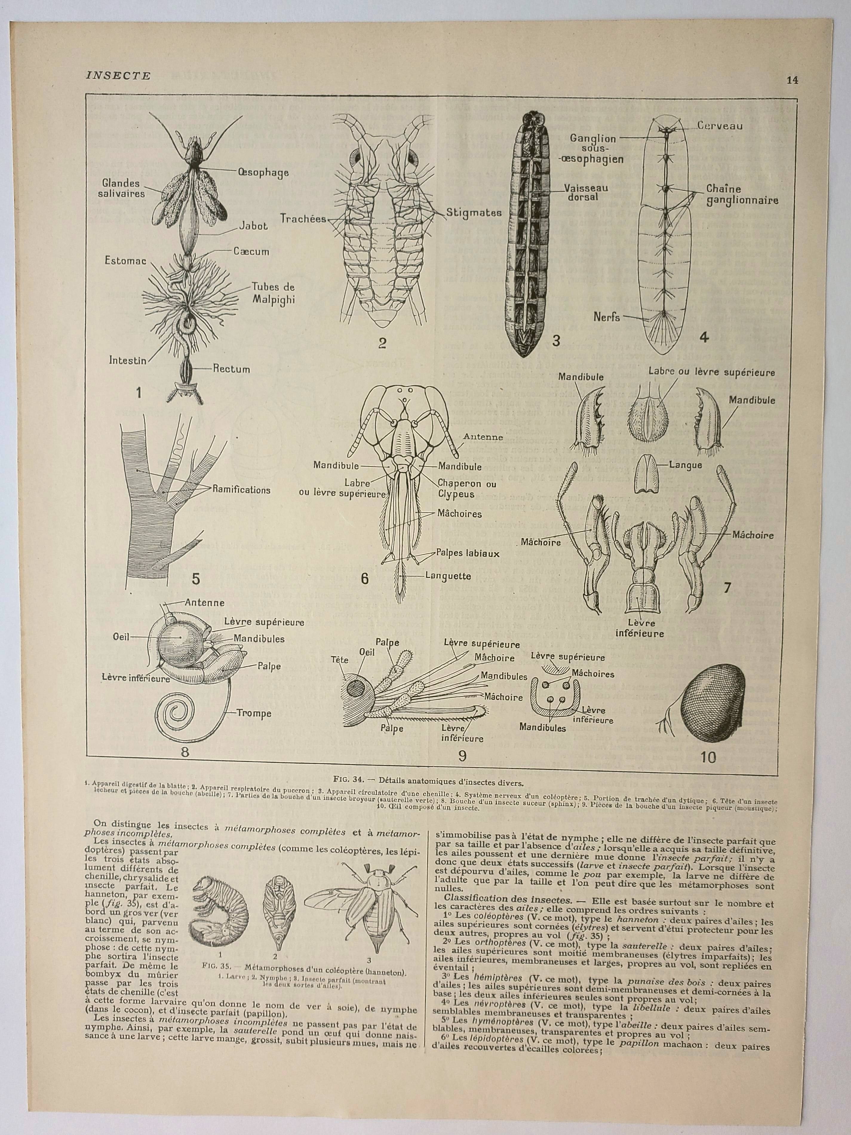 Antique engraving 1922 - Anatomy of insects, antenna, lips
