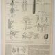 Gravure ancienne 1922 - Anatomie des insectes