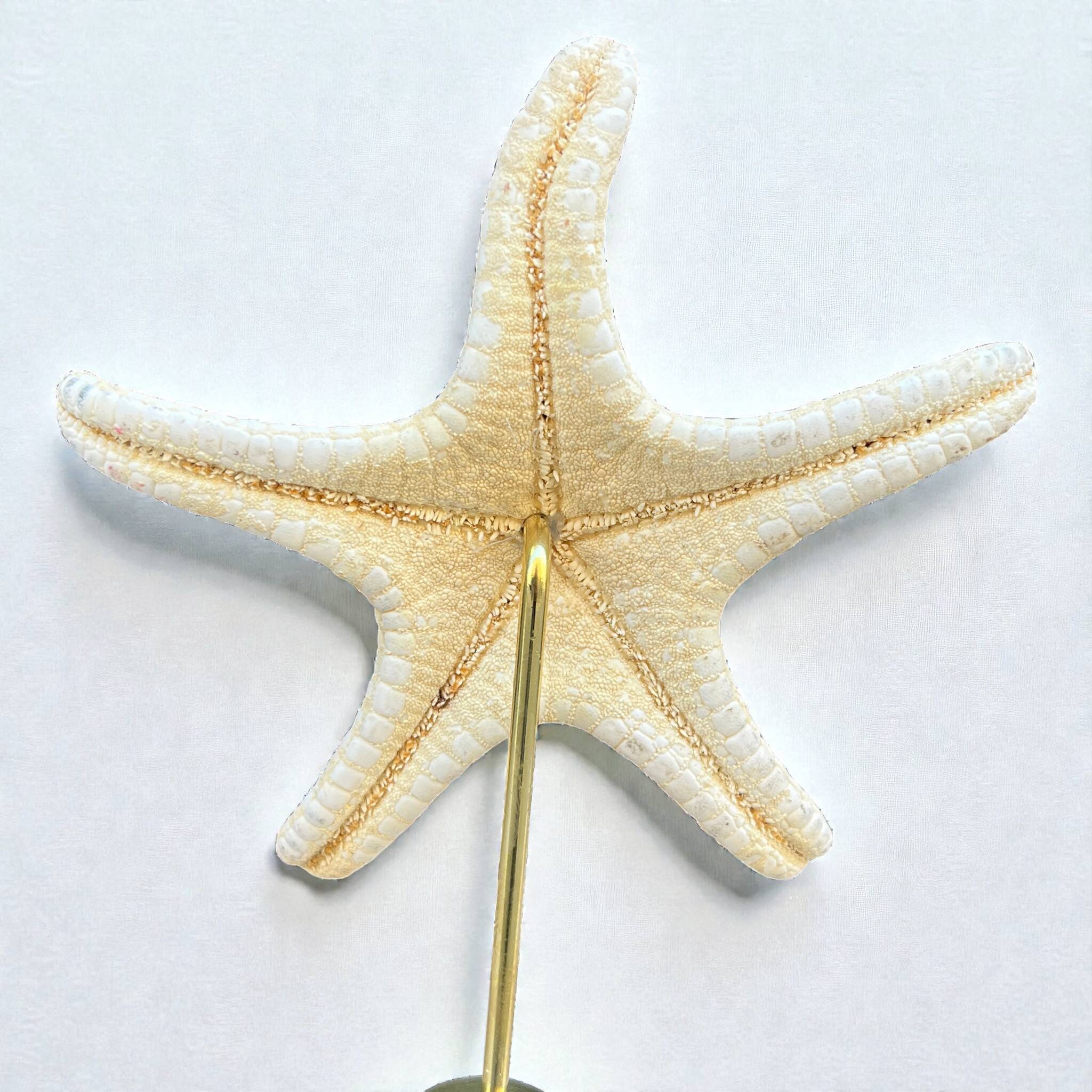 Starfish on a turned wooden base, late 19th century - cabinet of curiosities