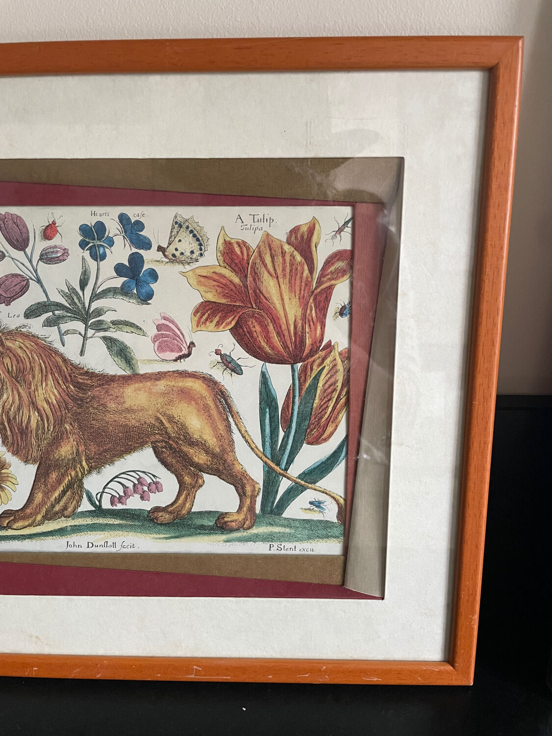 A Leo
