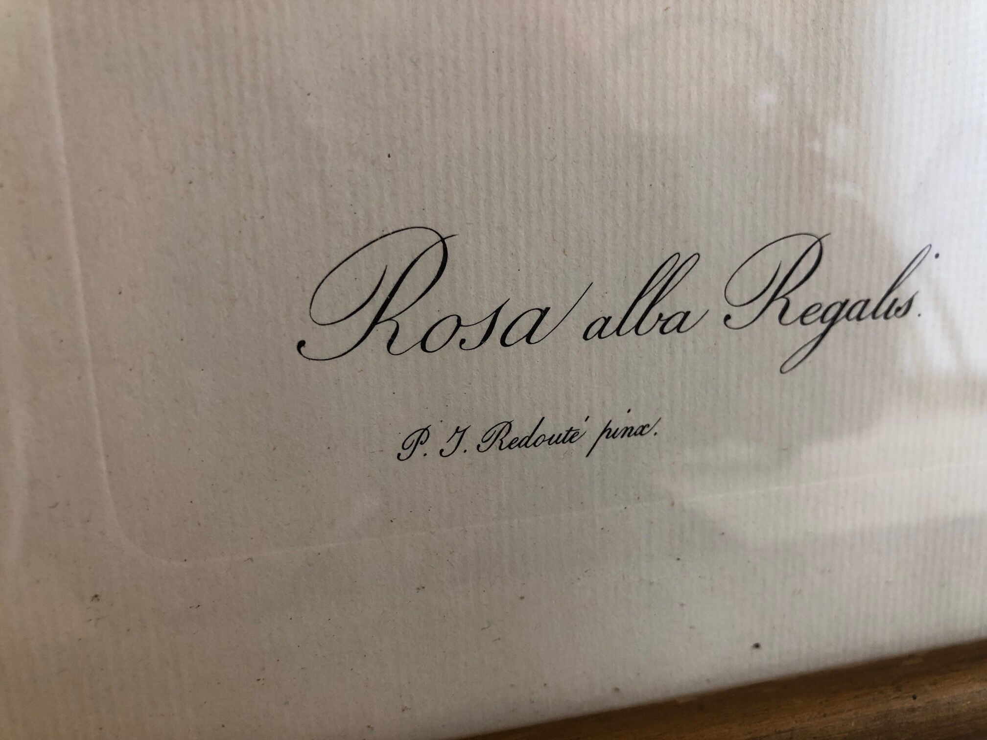 Dreaded Frame Rosa "Rosa alba Regalis"