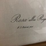 Dreaded Frame Rosa "Rosa alba Regalis"