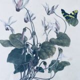 Ancient lithograph framed flower and butterfly