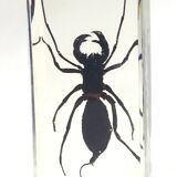 Lot of 3 insects under inclusion resin