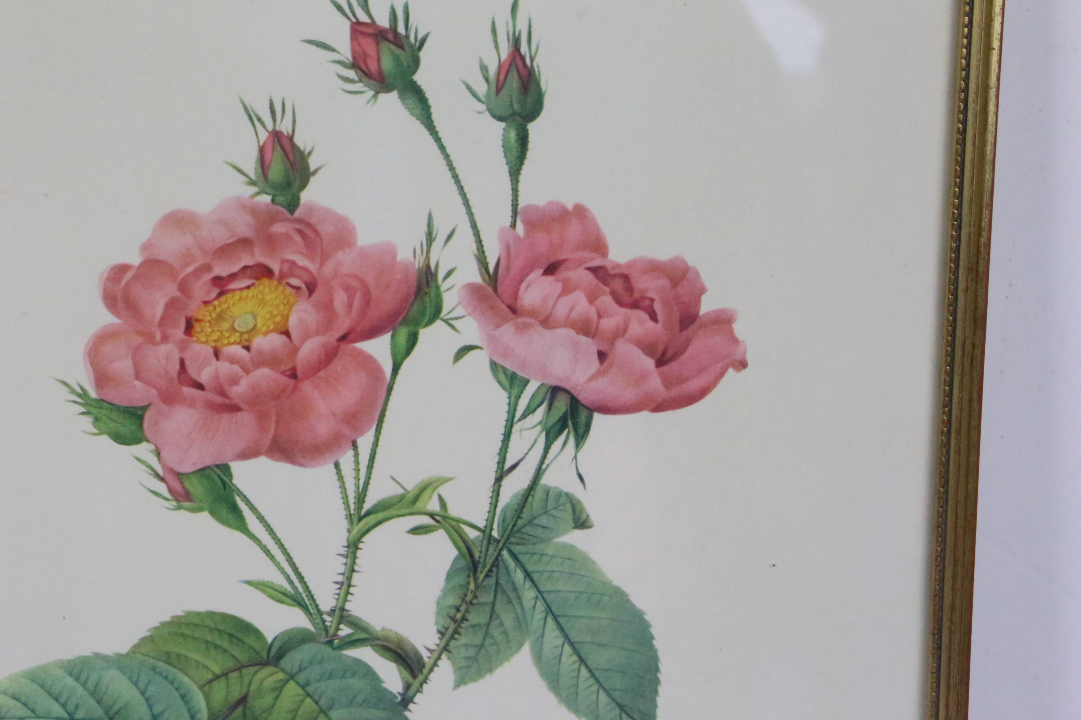 Great Redouté Lithograph