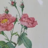 Great Redouté Lithograph