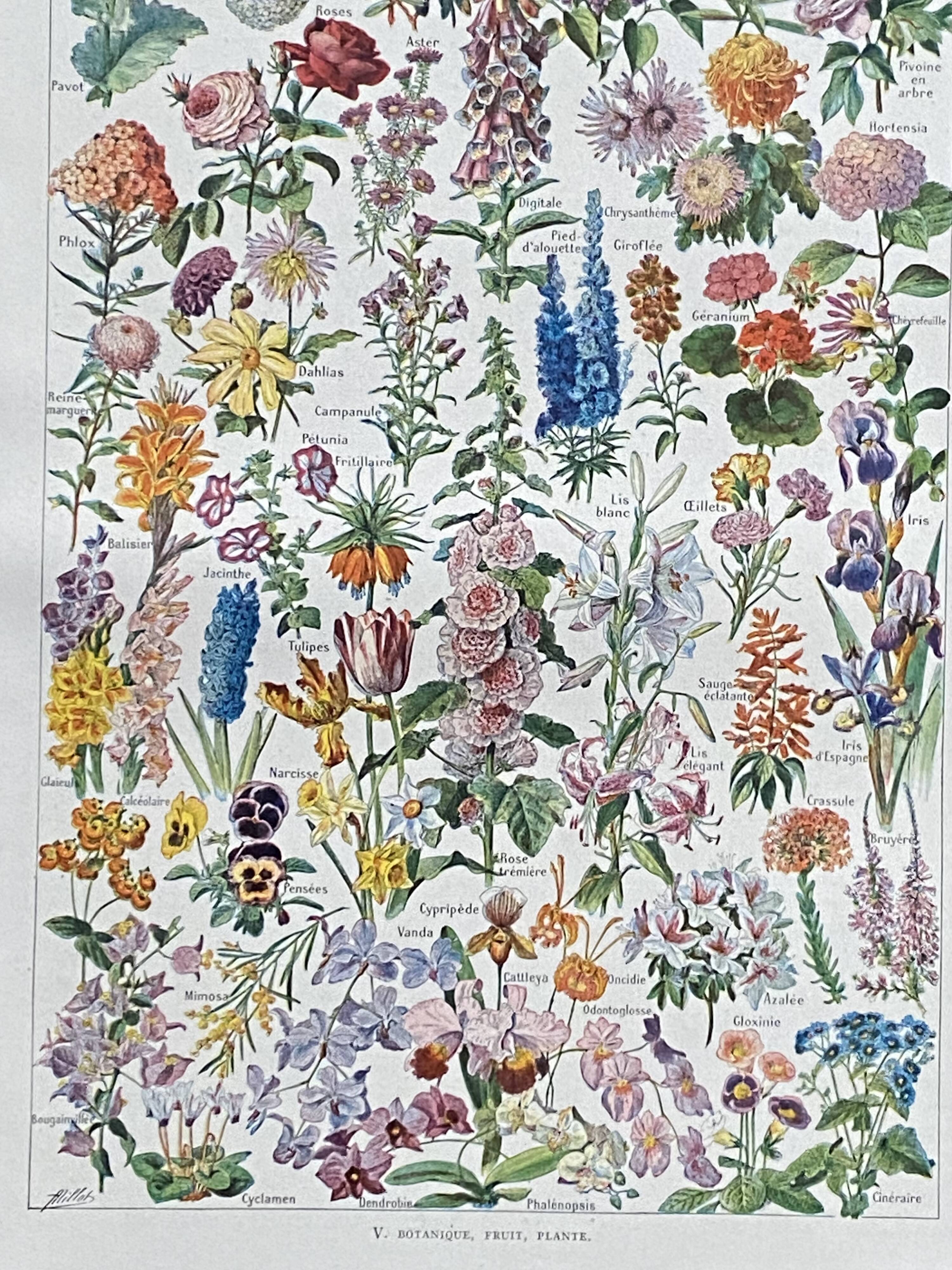 Old illustration Millot "flowers"
