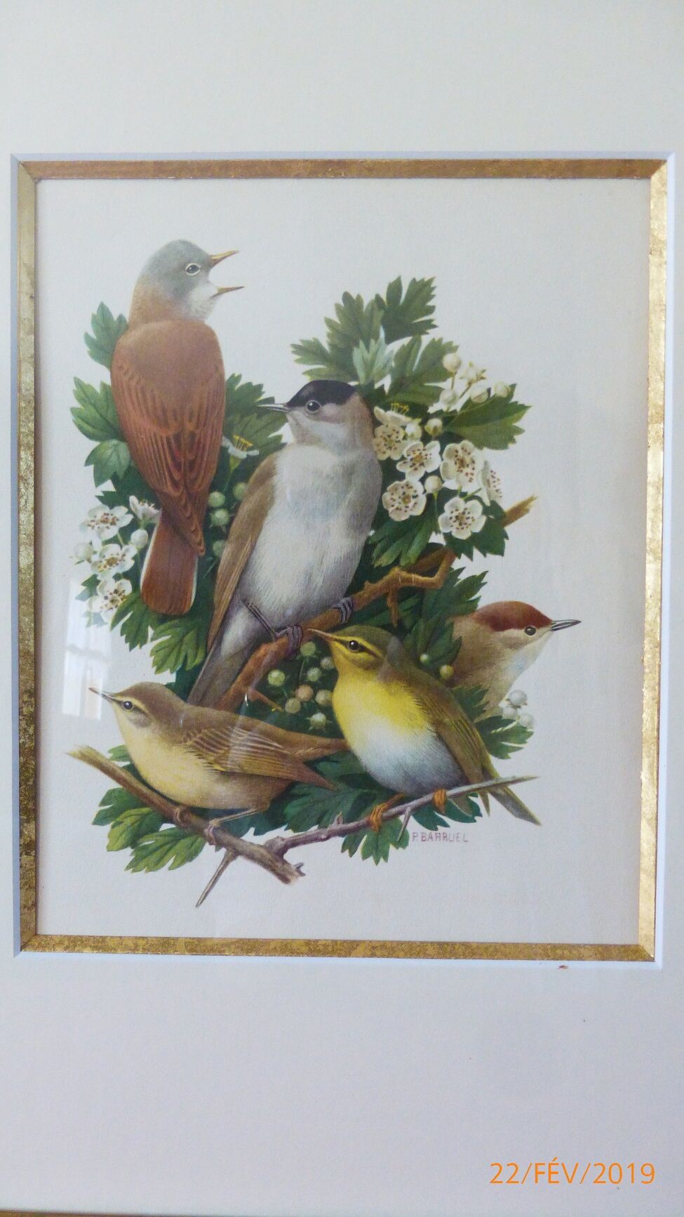 Birds - collection Hepatior N ° 3