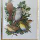Birds - collection Hepatior N ° 3