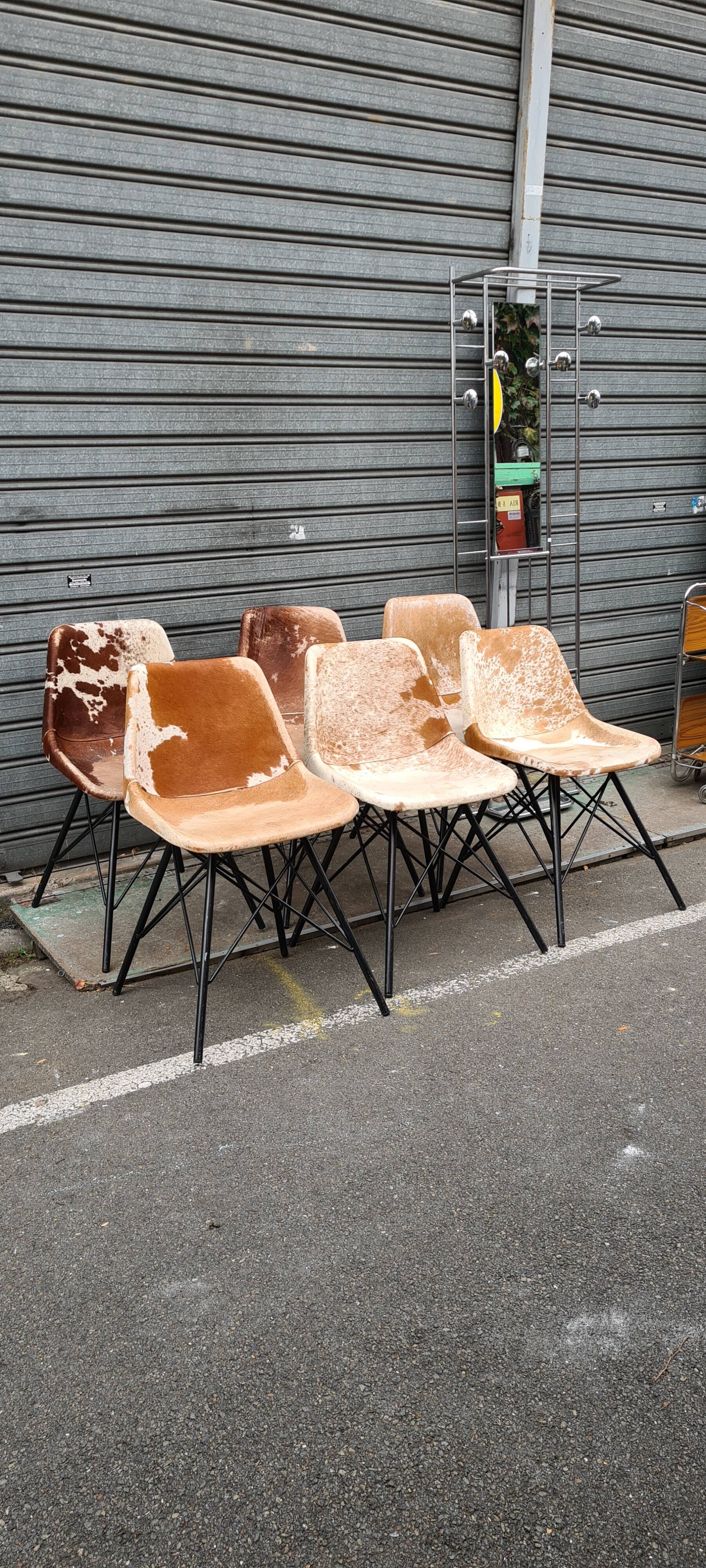 Sete of 6 cow haid chairs
