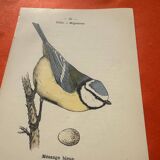 Botanical engraving birds double sided naturalist board