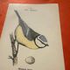 Botanical engraving birds double sided naturalist board