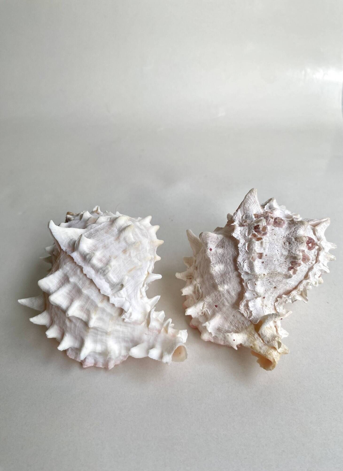 Set Murex Rameux shells