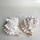 Set Murex Rameux shells