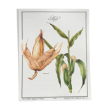 Botanical illustration corn