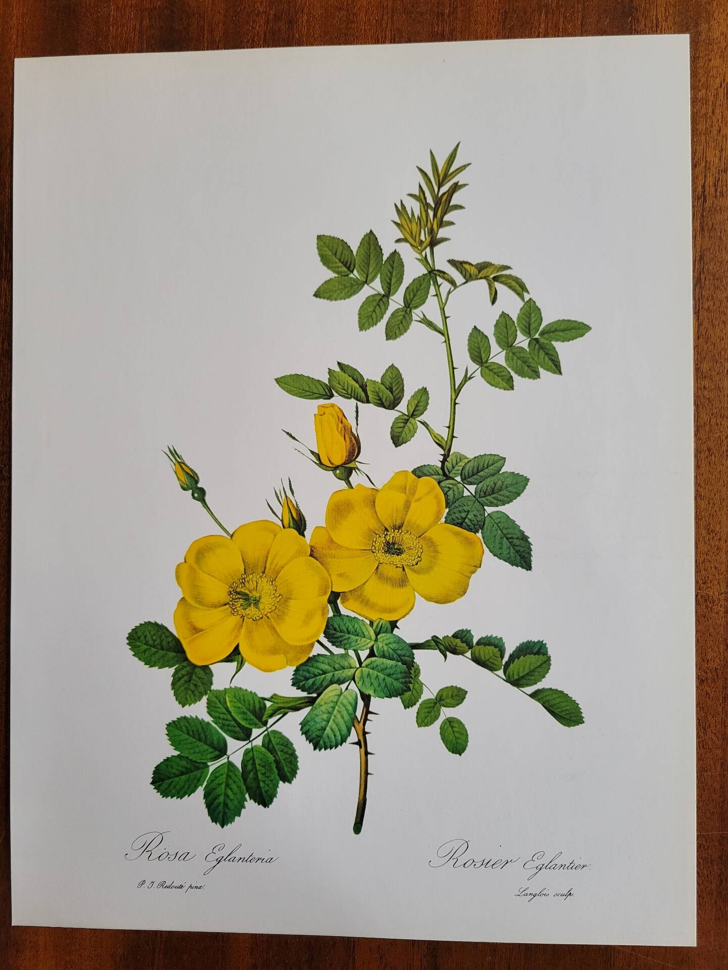 Botanical plate Wild Rose P.J. Redouté 1960