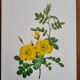 Botanical plate Wild Rose P.J. Redouté 1960