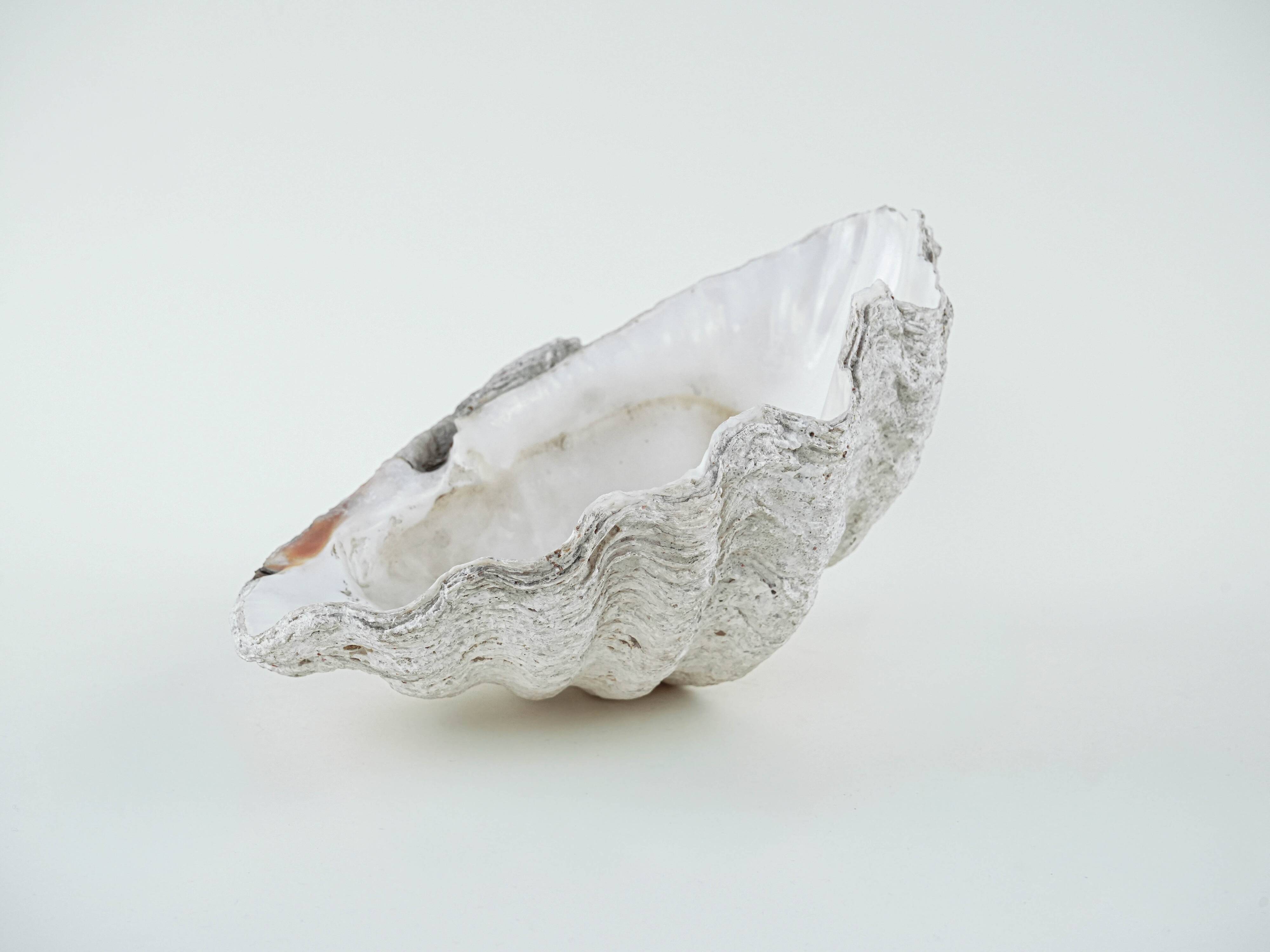 Decorative Tridacna seashell, boho style, 1980s
