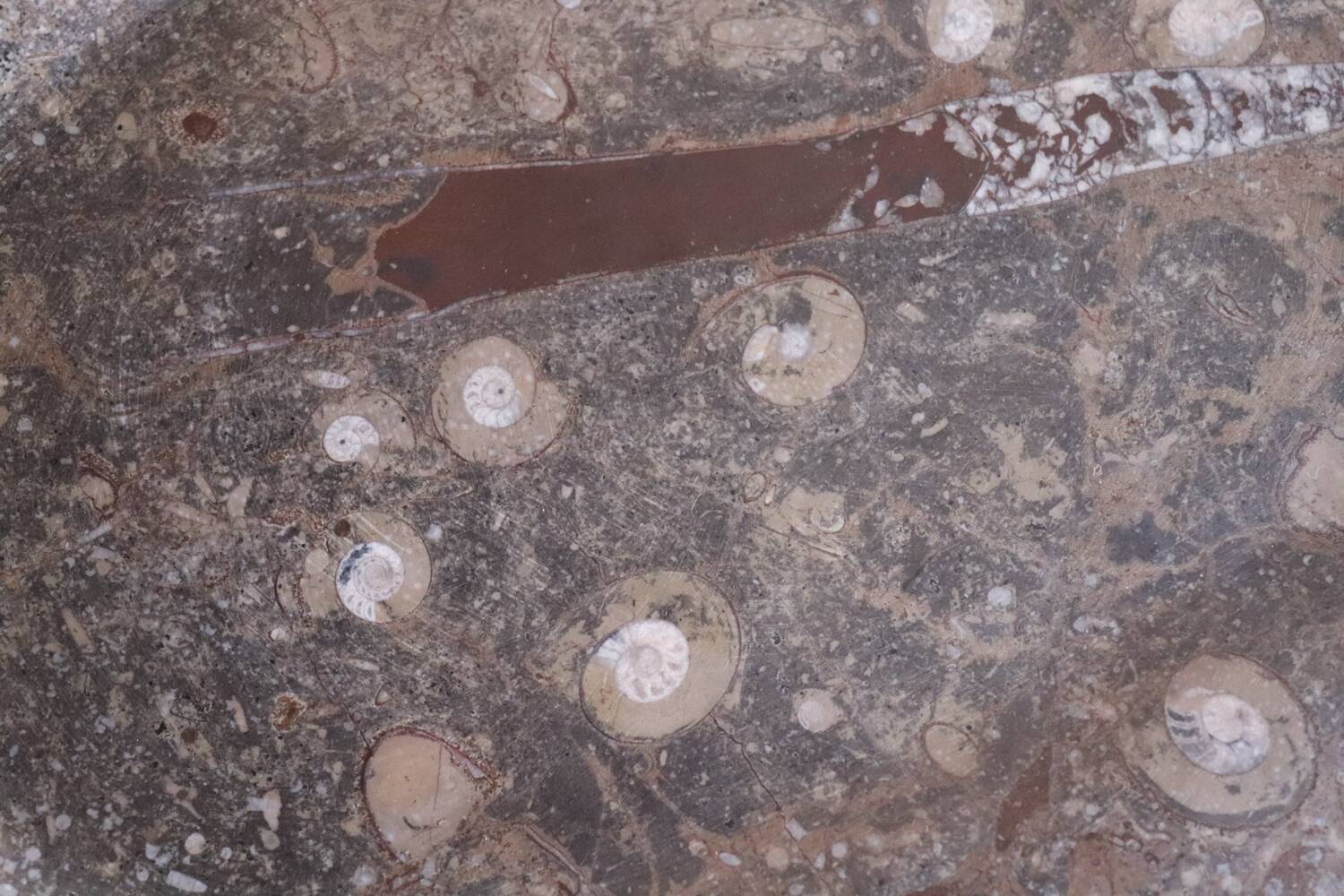 Large fossil stone plateau – ammonites and orthoceras