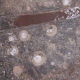 Large fossil stone plateau – ammonites and orthoceras