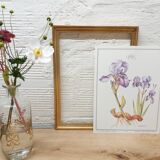 Planche botanique Iris