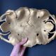 Bronze pocket trays vintage art nouveau vine leaves