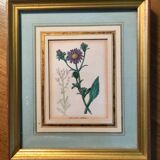 Set of 6 Small Botanical Flower Engravings