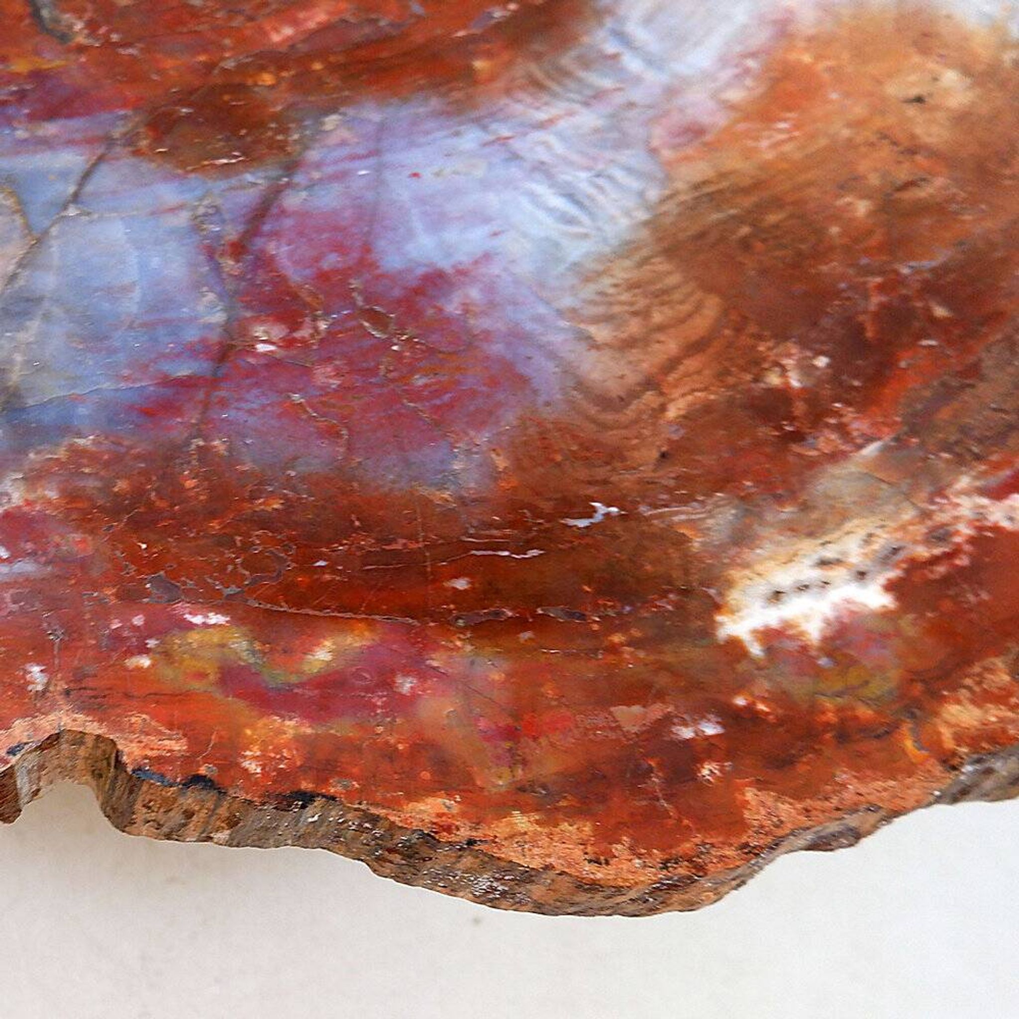 Table basse en bois pétrifié rouge d'Arizona : 114x88cm