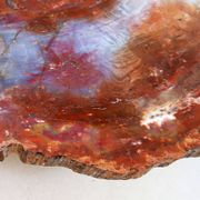 Table basse en bois pétrifié rouge d'Arizona : 114x88cm