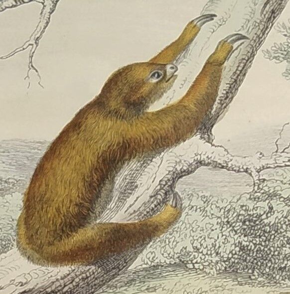 Original zoological board "tatou - cachicame - antelier tamanoir - unau " buffon 1838