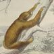 Original zoological board "tatou - cachicame - antelier tamanoir - unau " buffon 1838